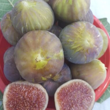 FIORONE RUVO