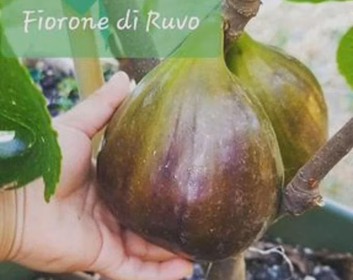 RUVO