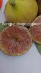 SANGUE DRAGO GIGANTE-