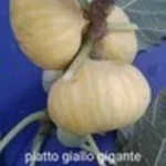 PIATO GIALLO GIGANTE
