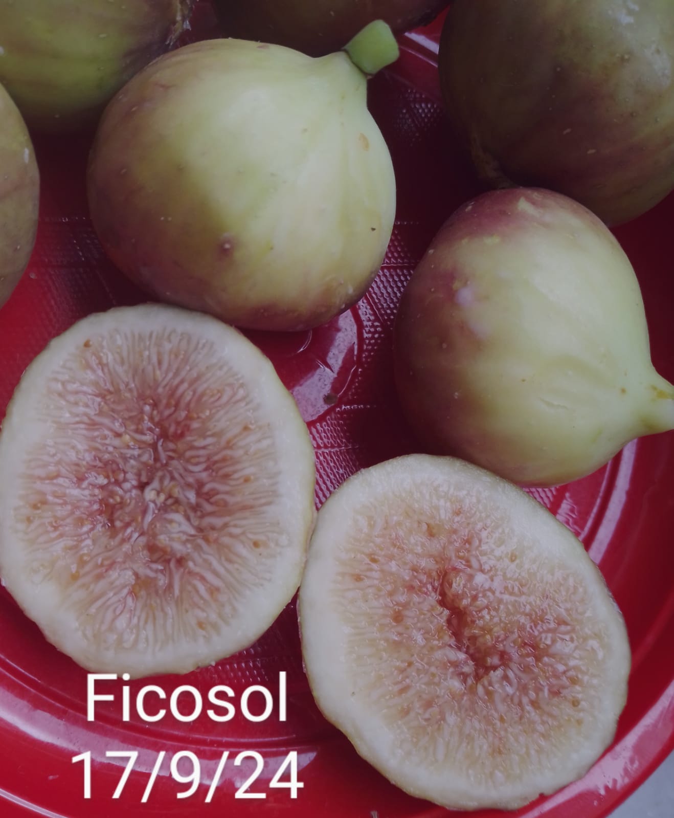 FICOSOL=