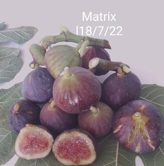 MATRIX