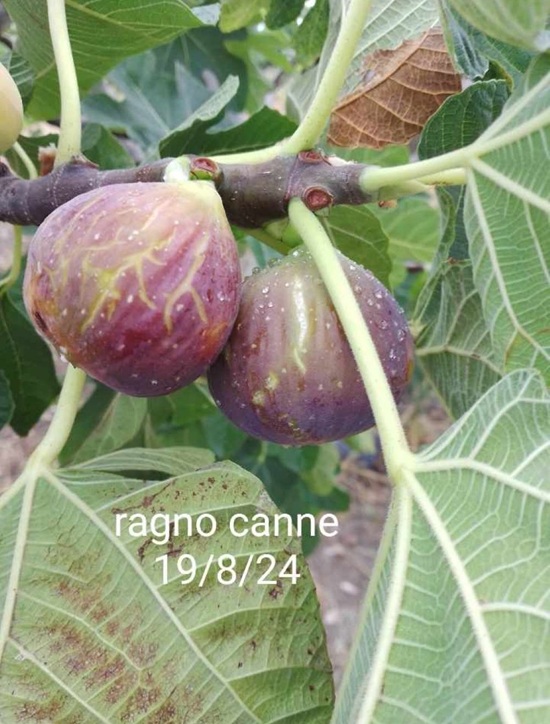 RAGNO CANNE