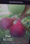 Exif_JPEG_420