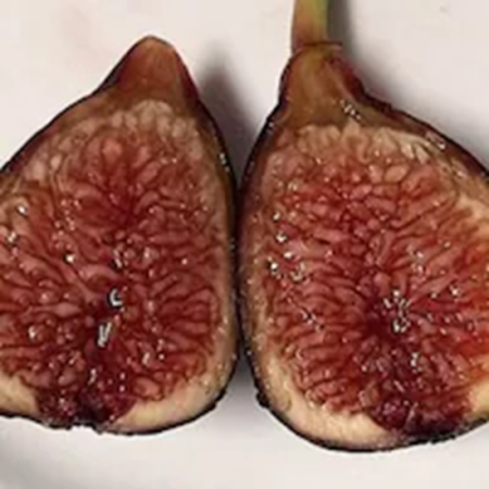 This red to dark purple fig is one of the most outstanding figs. The flavor is excellent. Has better shelf life than most varieties. Well adapted to South. Plant in full sun in well drained soil. Figs will grow in sandy as well as clay soils. A good container plant for your deck or patio. Self-fertile. Height 10 to 20 feet.