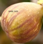 Brown_Turkey_Fig_4_31ec519a-dd24-4940-9151-5ba6a0a318a2
