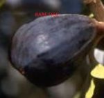 Italian Black =Outstanding Flavor – Dark-skinned fruit with deep red flesh offers a rich, sweet flavor with berry-like complexity that ranks among the better dark figs.