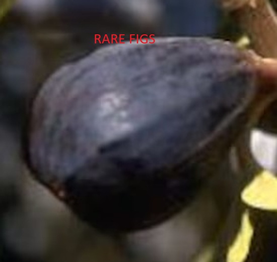 Italian Black =Outstanding Flavor – Dark-skinned fruit with deep red flesh offers a rich, sweet flavor with berry-like complexity that ranks among the better dark figs.