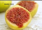 LSU Gold Fig A Louisiana-bred variety with sweet yellow fruit, productive and cold-tolerant.