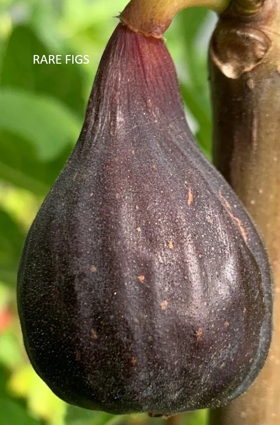 LSU Scott's Black Given time to ripen, LSU Scott's Black is a deep, almost black, purple on the outside with a sweet dark red jammy pulp on the interior.