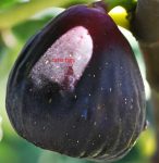 -Everbearing-Figs