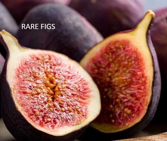 =Violette de Bordeaux Fig A French variety with sweet dark purple fruit, available as rooted plants or cuttings.