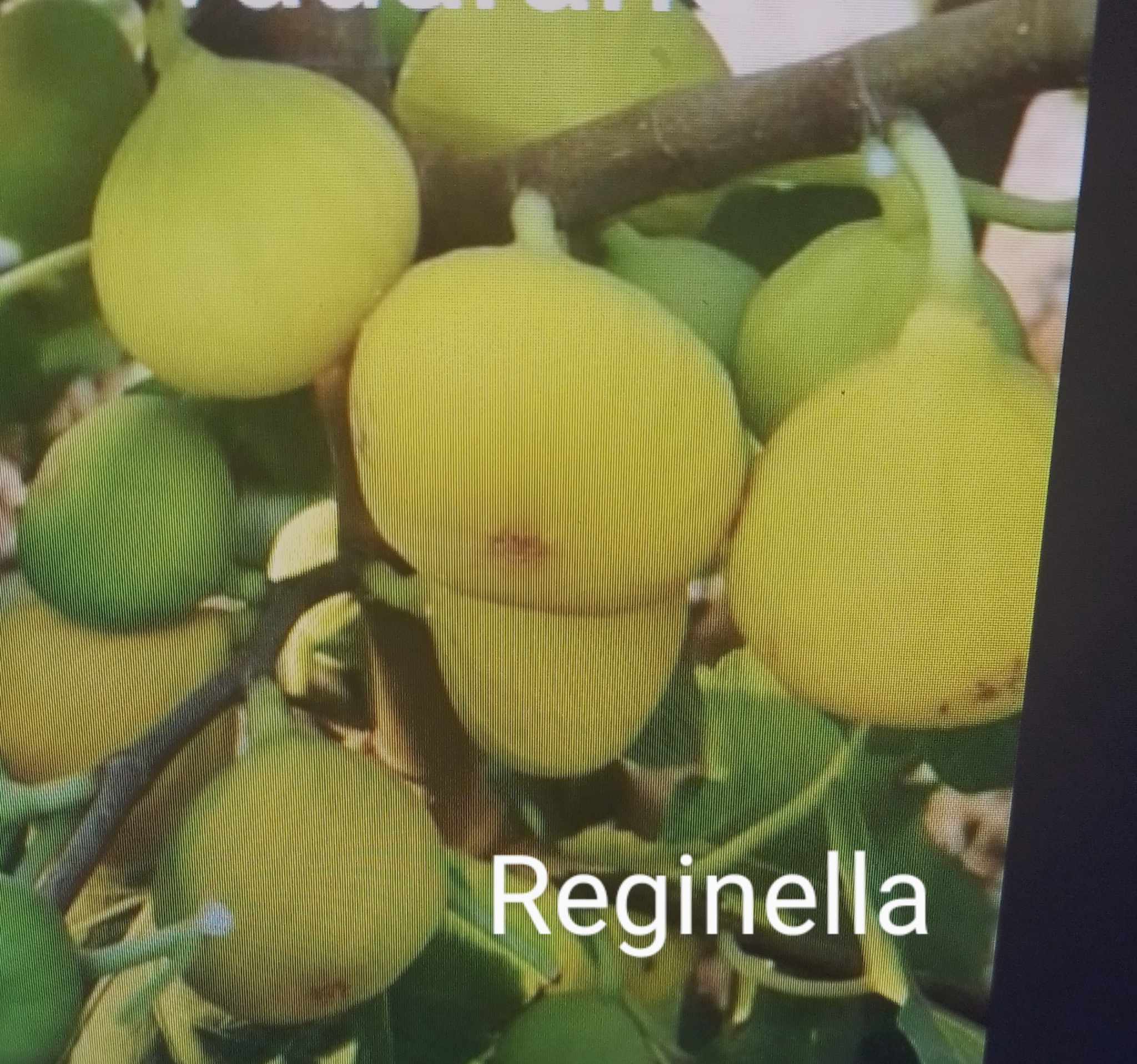 REGINELLA