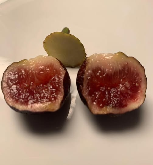 SMITH FIG